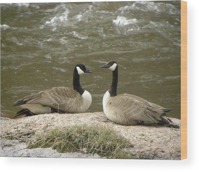 Animals Wood Print featuring the photograph Geese Platt River Deckers CO by Margarethe Binkley