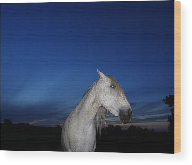 Horse Wood Print featuring the photograph Ghost Horse by Susan Baker