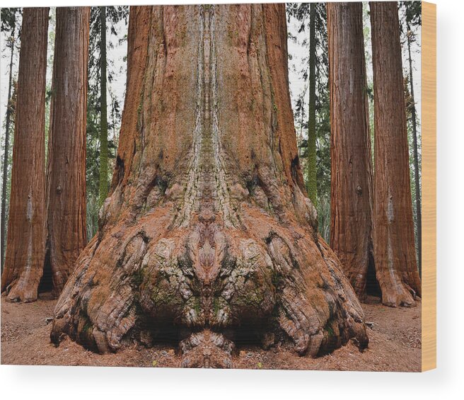 Sequoia National Park Wood Print featuring the photograph Giant Sequoia Mirror by Kyle Hanson
