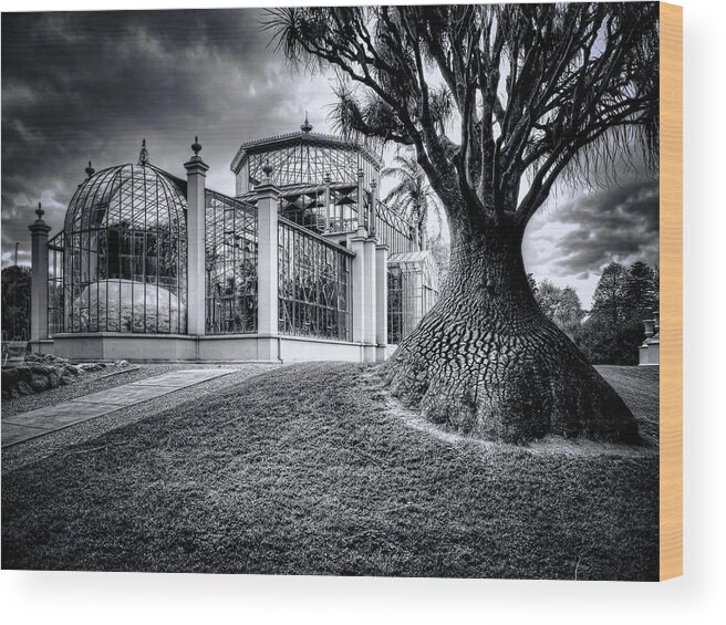 Architecture Wood Print featuring the photograph Glasshouse And Tree by Wayne Sherriff