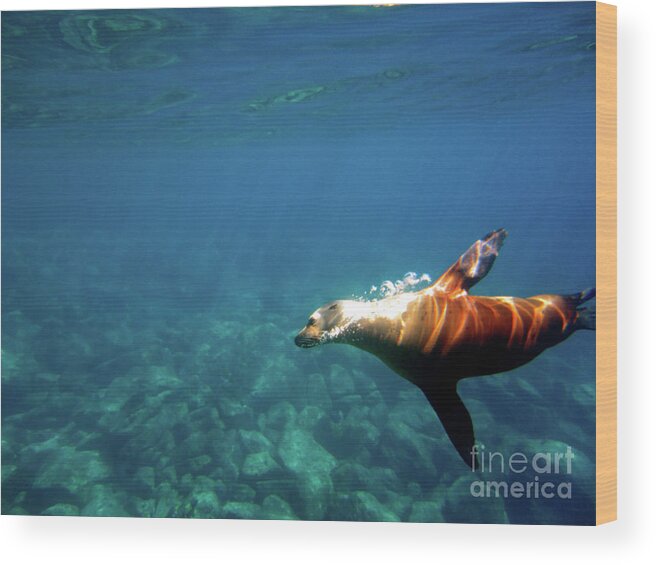 Sea Lion Wood Print featuring the photograph Gliding Beauty by Becqi Sherman
