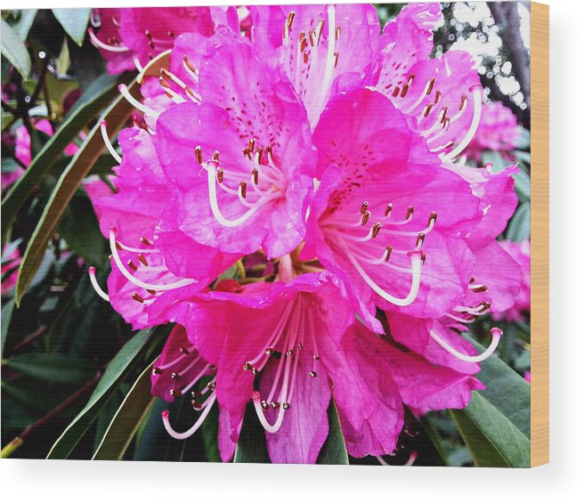 Nature Wood Print featuring the photograph Glowing Pink by Wayne Henry