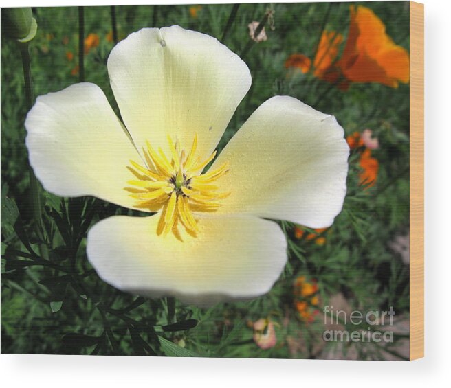 White Wood Print featuring the photograph Glowing Poppy by PJ Cloud