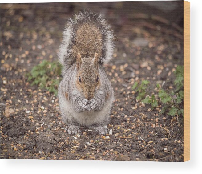 Birds & Animals Wood Print featuring the photograph Going Nutz by Nick Bywater