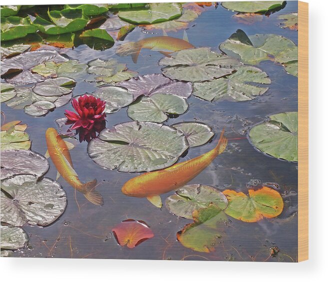 Water Lily Wood Print featuring the photograph Golden Koi Pond by Gill Billington