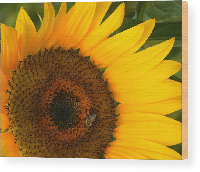 Sunflower Wood Print featuring the photograph Golden Sunflower by Rosalie Scanlon