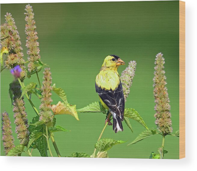 Goldfinch Wood Print featuring the photograph Goldfinch in a Flower Garden by Rodney Campbell