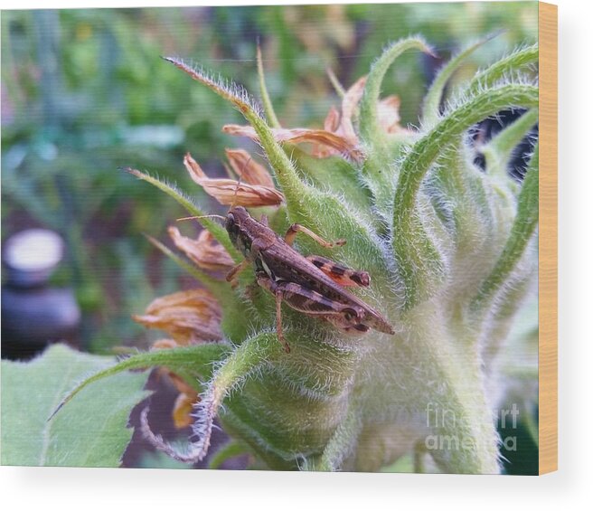 Grasshopper Wood Print featuring the photograph Grasshoppers View by Helen Campbell