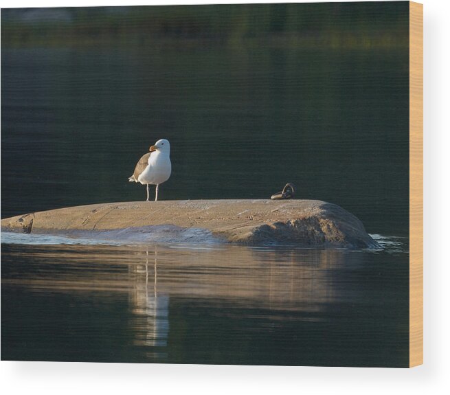 Lehtokukka Wood Print featuring the photograph Great Black-backed Gull by Jouko Lehto