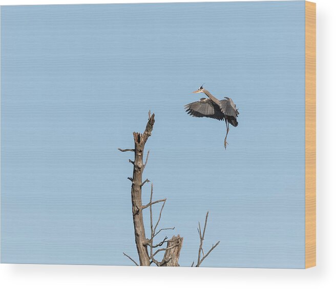 Great Blue Heron Wood Print featuring the photograph Great Blue Heron 2017-3 by Thomas Young