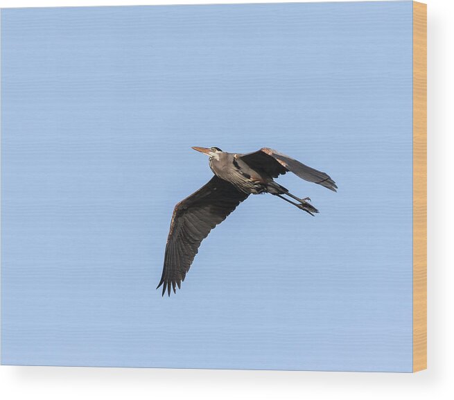 Great Blue Heron Wood Print featuring the photograph Great Blue Heron 2017-5 by Thomas Young