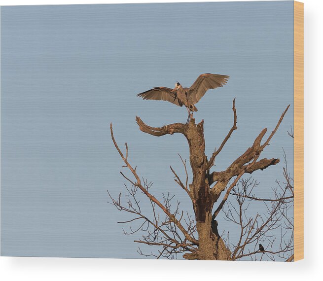 Great Blue Heron Wood Print featuring the photograph Great Blue Heron 2017-7 by Thomas Young