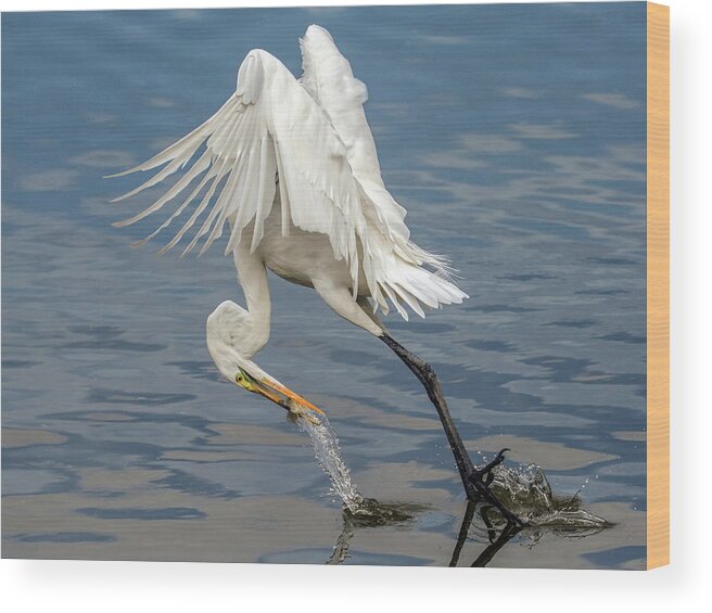 Great Wood Print featuring the photograph Great Egret and Fish 6636-120117-1cr by Tam Ryan