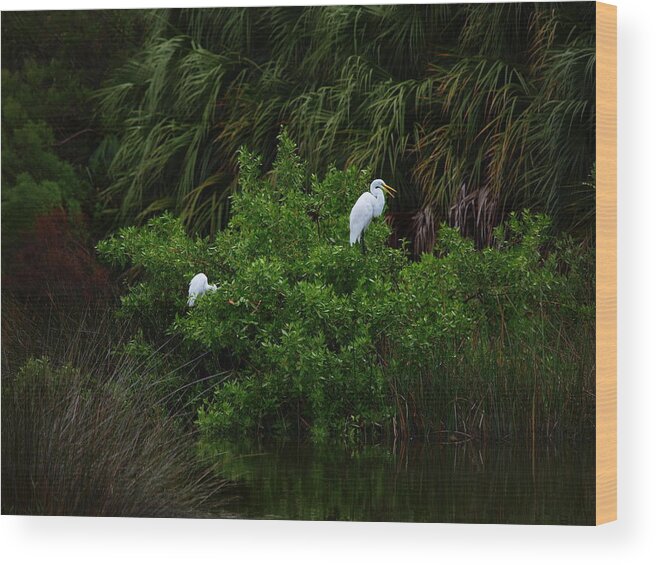 Great Egret Wood Print featuring the photograph Great Egrets by James Granberry