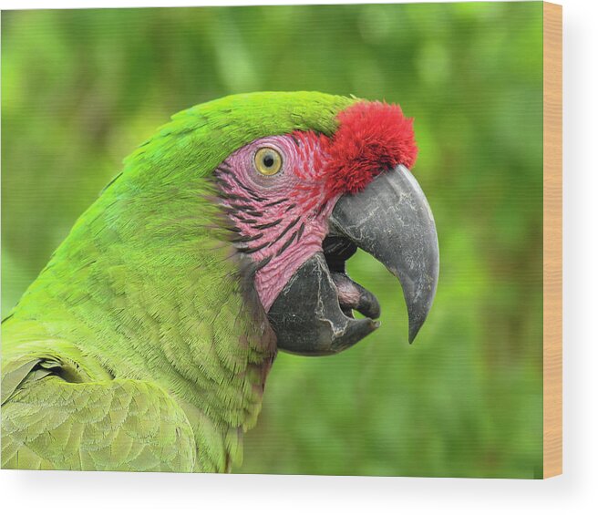 Birds Wood Print featuring the photograph Great Green Macaw Portrait by Betty Denise