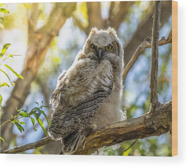 Great-horned Owl Wood Print featuring the photograph Great-Horned Owlet In Spring by Yeates Photography