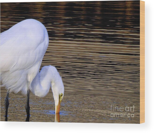 Great Egret Wood Print featuring the photograph Great White Egret by Scott Cameron