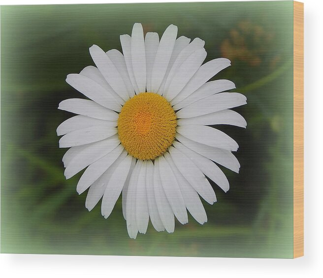 Green Wood Print featuring the photograph Green Daisy by Kimberly Woyak