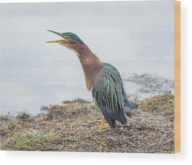 Green Wood Print featuring the photograph Green Heron 1336 by Tam Ryan