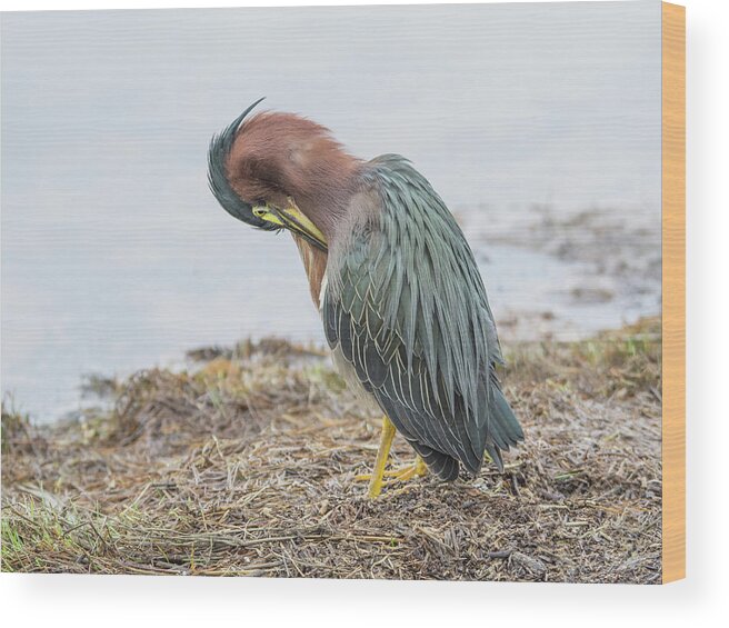 Green Wood Print featuring the photograph Green Heron 1337 by Tam Ryan