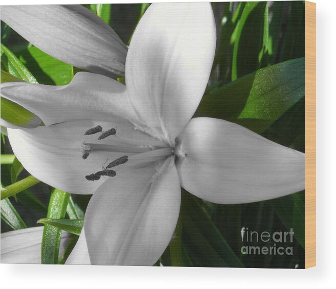 Digital+tint Wood Print featuring the photograph Green Highlighted Lily by Sonya Chalmers