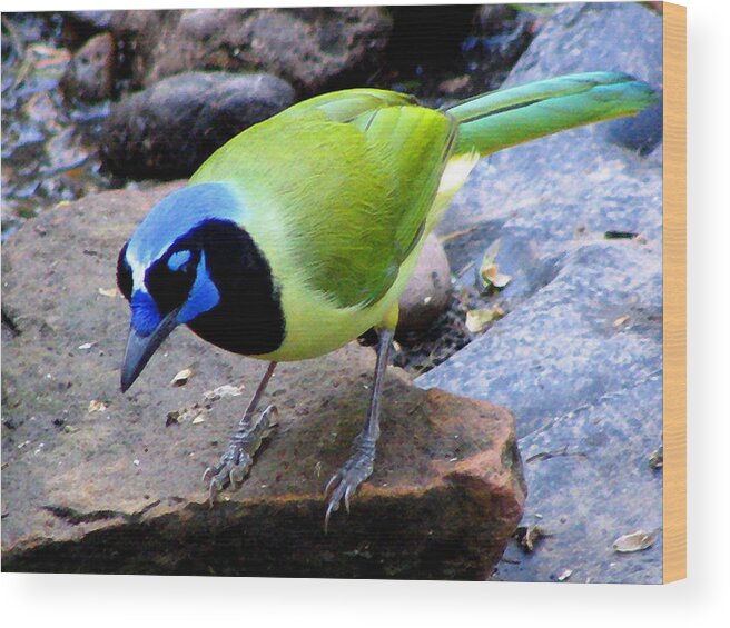 Bird Photography Wood Print featuring the photograph Green Jay by Evelyn Patrick