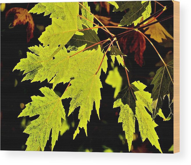Maple Wood Print featuring the photograph Green Maple Leaves by Liz Vernand