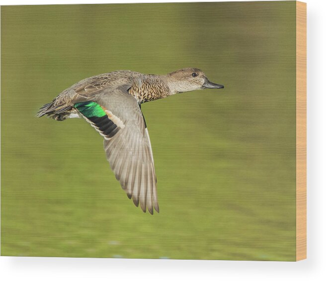 Green Wood Print featuring the photograph Green-winged Teal 6320-100217-2cr by Tam Ryan
