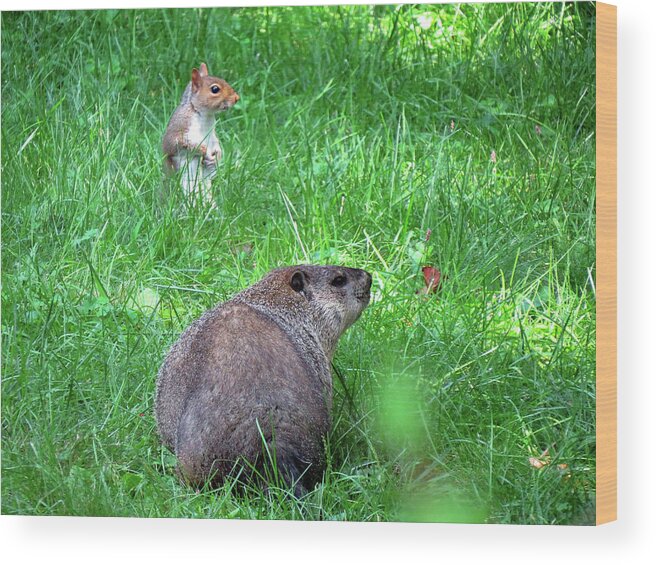 Groundhog Wood Print featuring the photograph Groundhog and Squirrel Chance Encounter by Linda Stern
