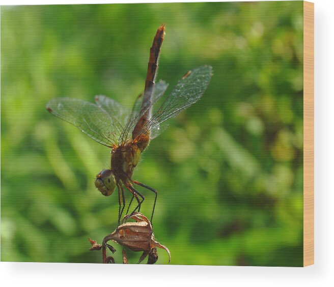 Dragonfly Wood Print featuring the photograph Gymnast by Juergen Roth