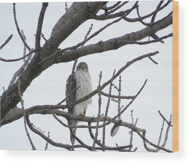 Hawk Wood Print featuring the photograph Hawk by Yumi Johnson