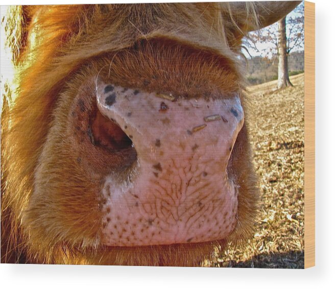 Cow Wood Print featuring the photograph Hay You Smell Good by Lori Miller