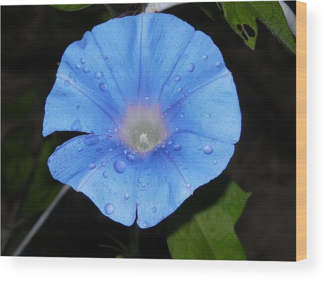 #dew From #early Morning Catch Of #brilliant #blue #morningglory Wood Print featuring the photograph Heavenly Blue Morning Glory by Belinda Lee