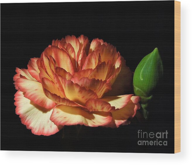 Heavenly Wood Print featuring the photograph Heavenly Outlined Carnation Flower by Chad and Stacey Hall