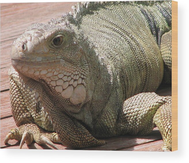 Iguana Wood Print featuring the photograph Here leezard leezard by Creative Solutions RipdNTorn
