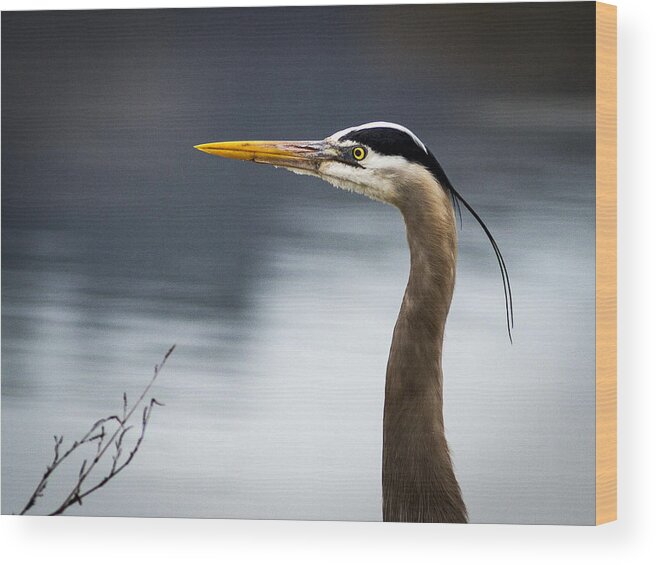 Birds Wood Print featuring the photograph Heron Portrait by Jean Noren