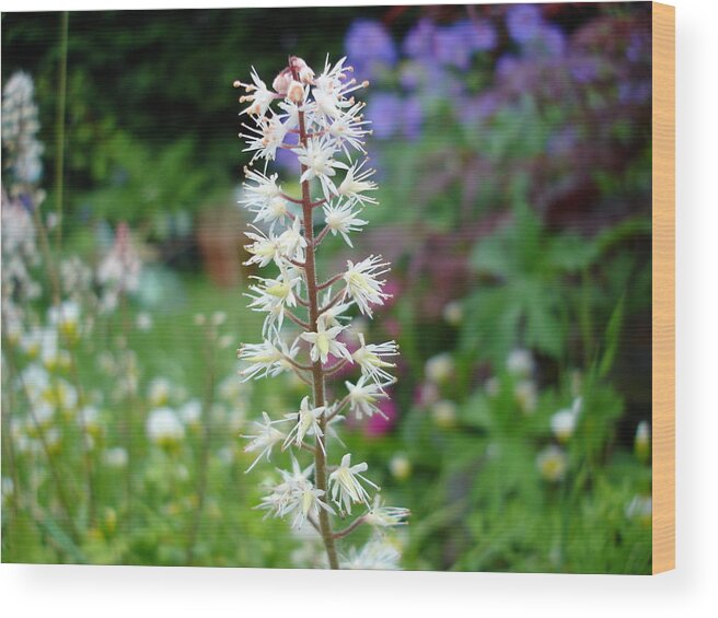 Flower Wood Print featuring the photograph Heucharella - Fairy bells by Susan Baker
