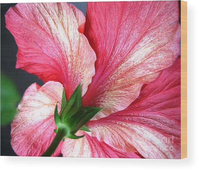 Hibiscus Wood Print featuring the photograph Hibiscus #5 by Cindy Schneider