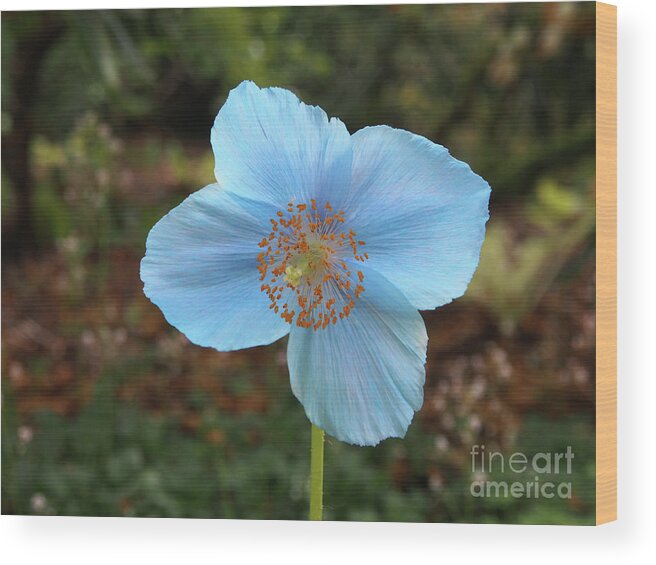 Himalayan Wood Print featuring the photograph Himalayan Blue Poppy by Jacklyn Duryea Fraizer