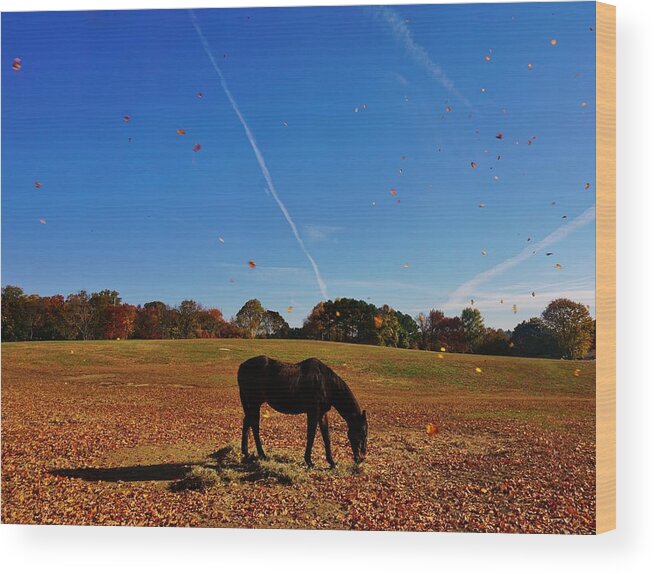 Horse Wood Print featuring the photograph Horse Farm in the Fall by Ed Sweeney