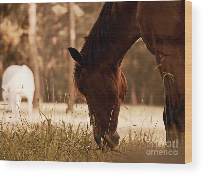 Horses Wood Print featuring the photograph Horses Graze in the Evening by Rachel Morrison