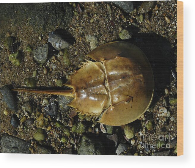 Horseshoe Crab Wood Print featuring the photograph Horseshoe Crab by Jeff Breiman