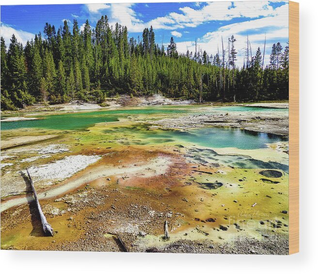 Yellowstone Wood Print featuring the photograph Primeval by Adam Morsa