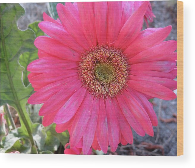 Flowers Wood Print featuring the photograph Hot Pink Gerbera Daisy by Judith Lauter