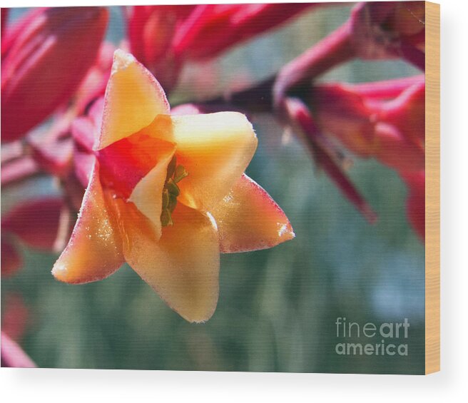 Wall Art Wood Print featuring the photograph Hummingbird Yucca by Kelly Holm