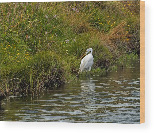  Great Egret Wood Print featuring the photograph Huntress by Alana Thrower