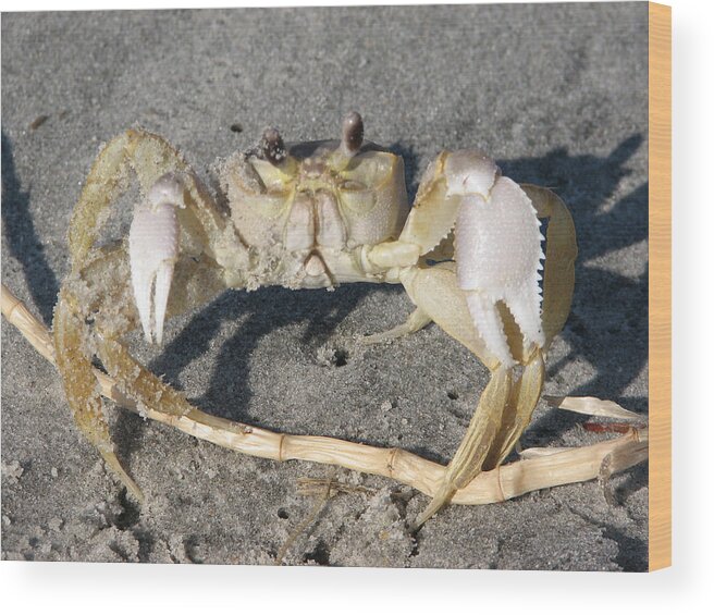 Crab Wood Print featuring the photograph I Feel Crabby by Creative Solutions RipdNTorn