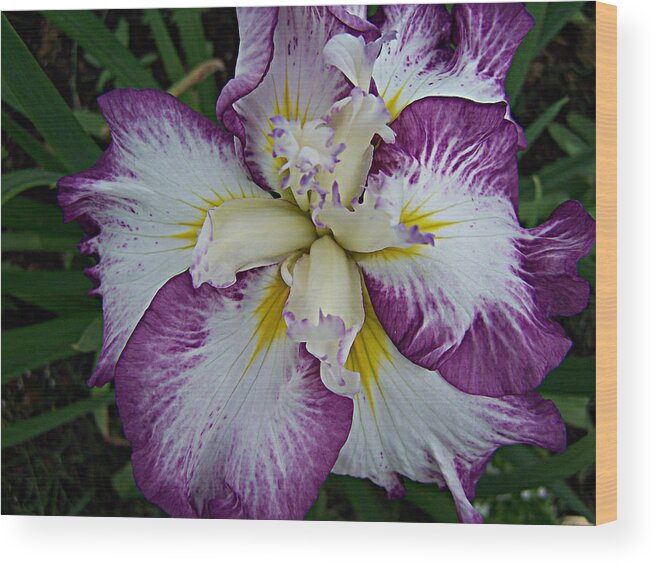 Flowers Wood Print featuring the photograph I love Iris by Vijay Sharon Govender