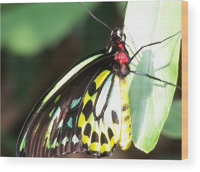 Butterfly Wood Print featuring the photograph I by Vijay Sharon Govender