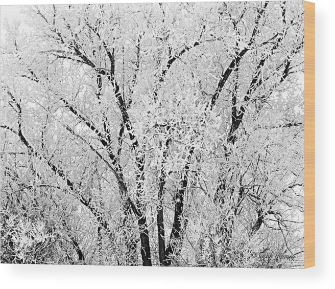 Icy Wood Print featuring the photograph Icy Tree by Susan Kinney